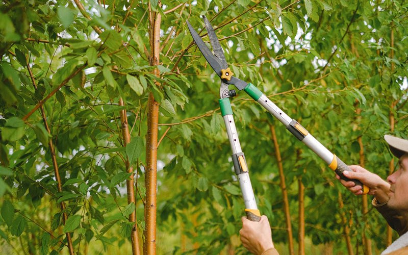Tree trimming in La Crosse, WI